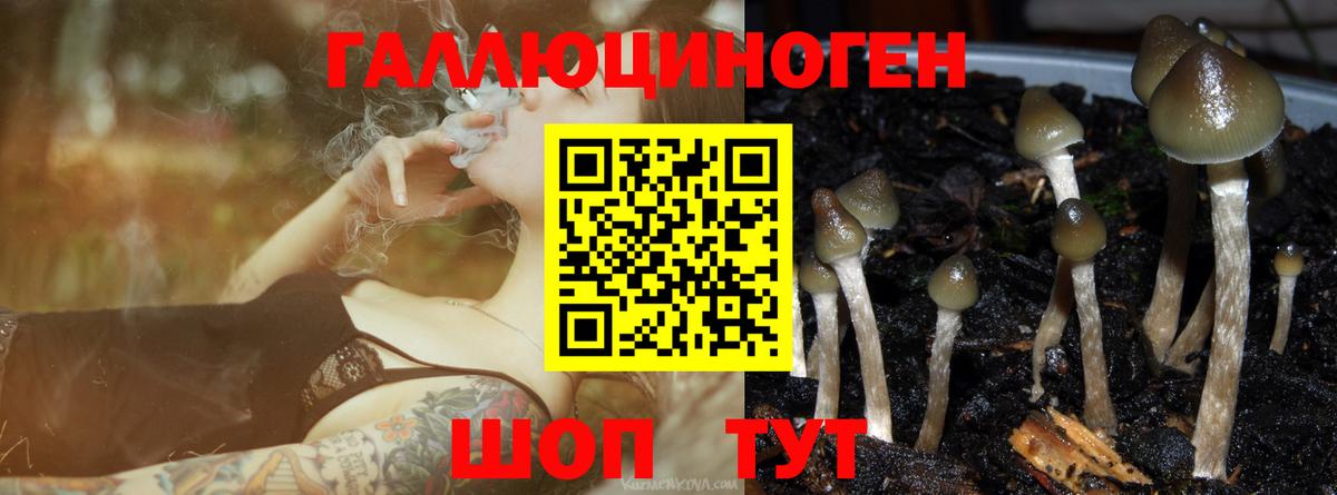 Кохма  Галлюциногенные грибы Psilocybine cubensis  Вход с VPN 